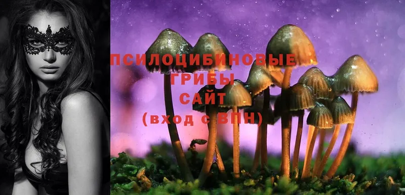 Галлюциногенные грибы Cubensis  Черноголовка 